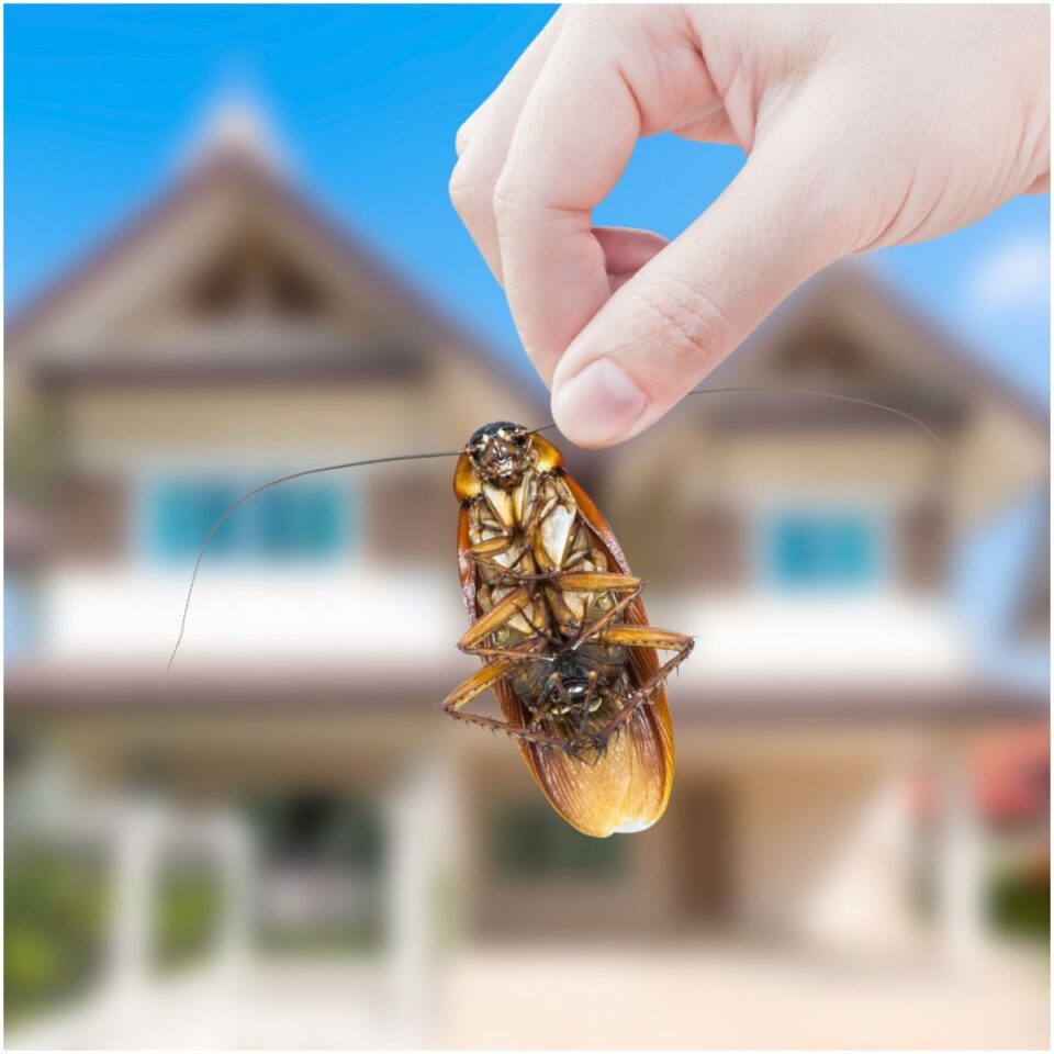 Spiritual Meaning of Cockroaches in Dreams Insight state