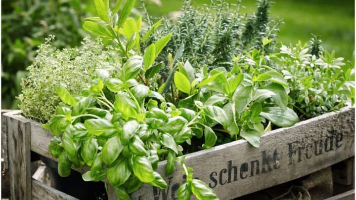 10 Herbs For Good Luck, Prosperity, And Money