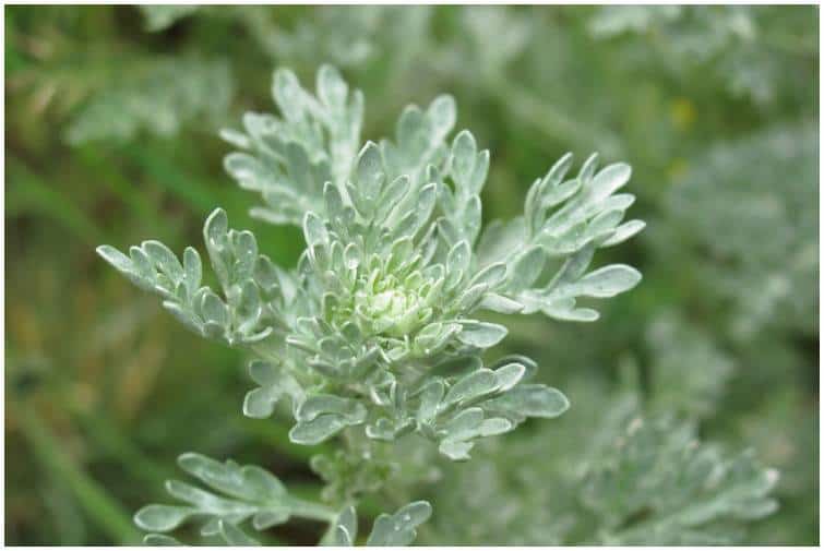 Artemisia absinthium