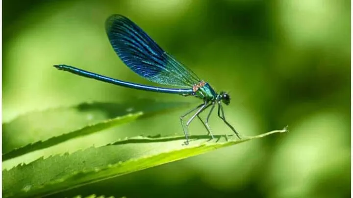 Dragonfly - Spiritual Meaning + Myths & Dream Interpretation
