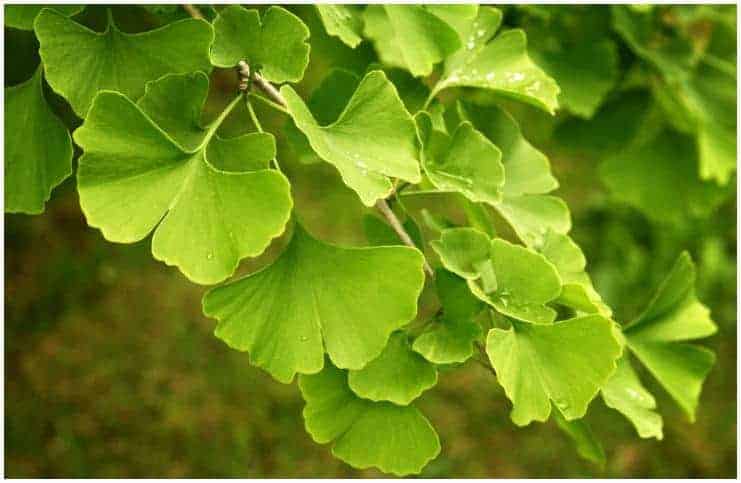 Ginkgo Biloba