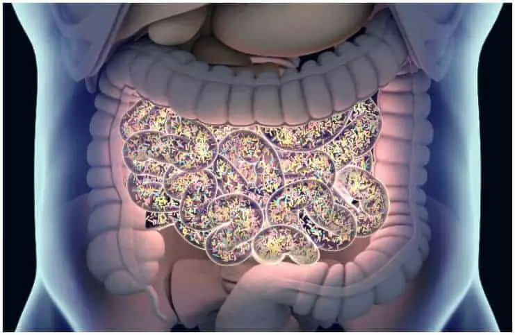 Gut-bacteria-colon-gut-flora-large-intestine-microbiome