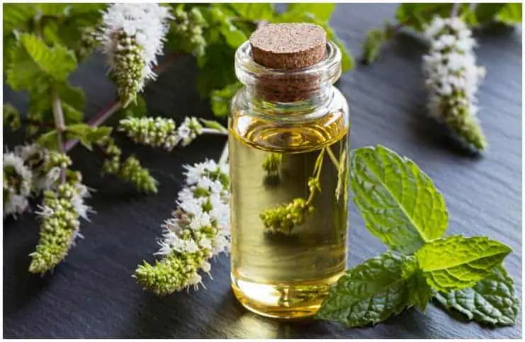 Peppermint oil