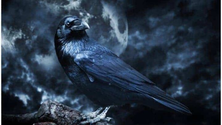 Raven – Spiritual Meaning + Myths & Dream Interpretation