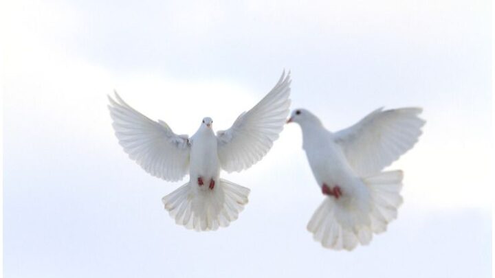 Spiritual Meaning of a Pair of Doves + 10 Interesting Facts