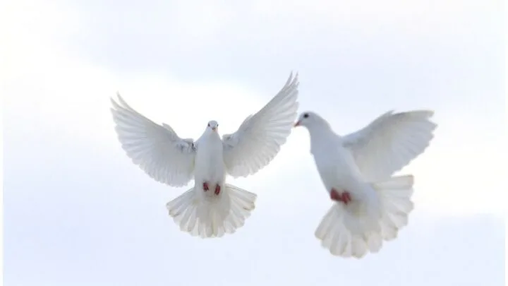 Spiritual Meaning of a Pair of Doves + 10 Interesting Facts