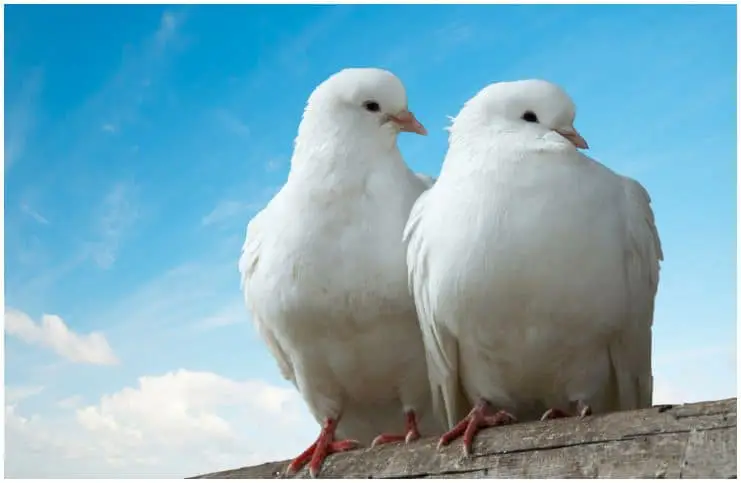 Spiritual Meaning of a Pair of Doves