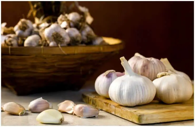 Garlic