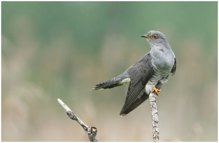 Cuckoo spiritual meaning