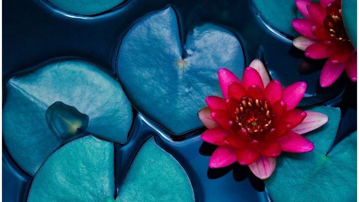 Lotus Flower in Buddhism - Symbol of Enlightenment