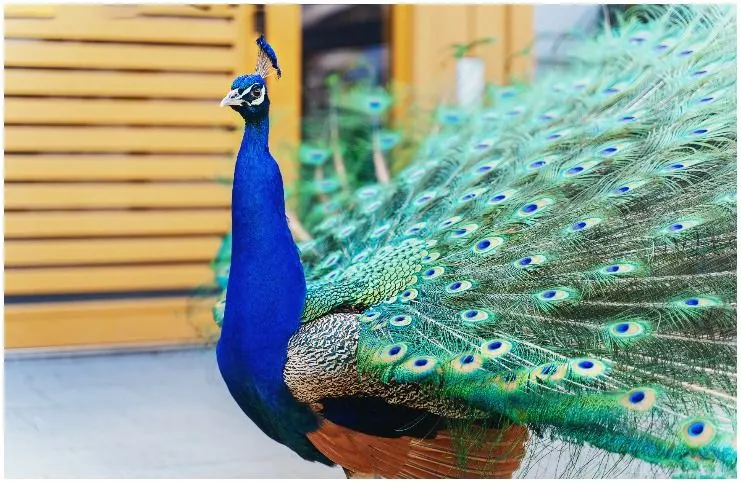 Peacock spiritual meaning