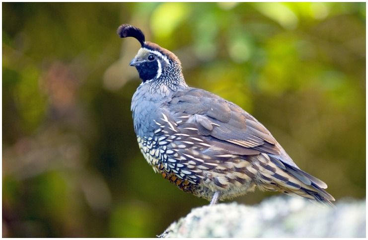 Quail spiritual meaning