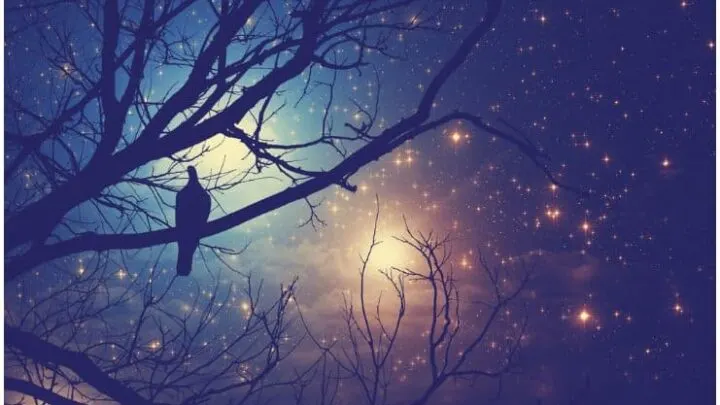 Spiritual Meaning Of Birds Singing At Night - Owl, Raven, Cuckoo, Crow, Stork