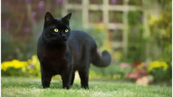 Spiritual Meaning of Black Cat Crossing Your Path