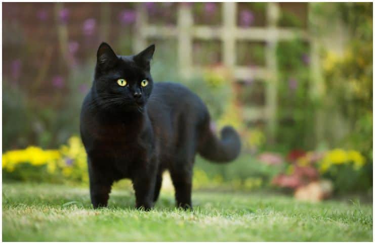 43++ Black and white cat crossing your path while driving Funny Cats Life