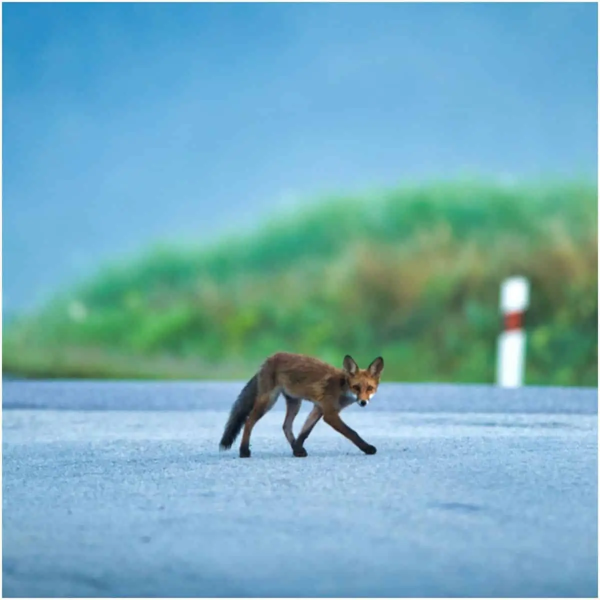 Spiritual Meaning of Fox Crossing Your Path (2)