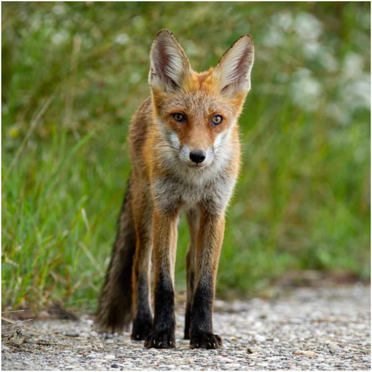 Spiritual Meaning of Fox Crossing Your Path