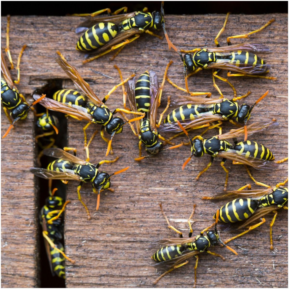 Spiritual Meaning of Wasp + Myths & Legends