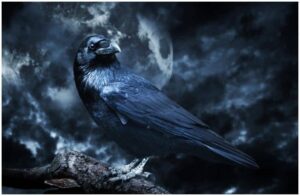 Spiritual Meaning Of Birds Singing At Night - Owl, Raven, Cuckoo, Crow ...