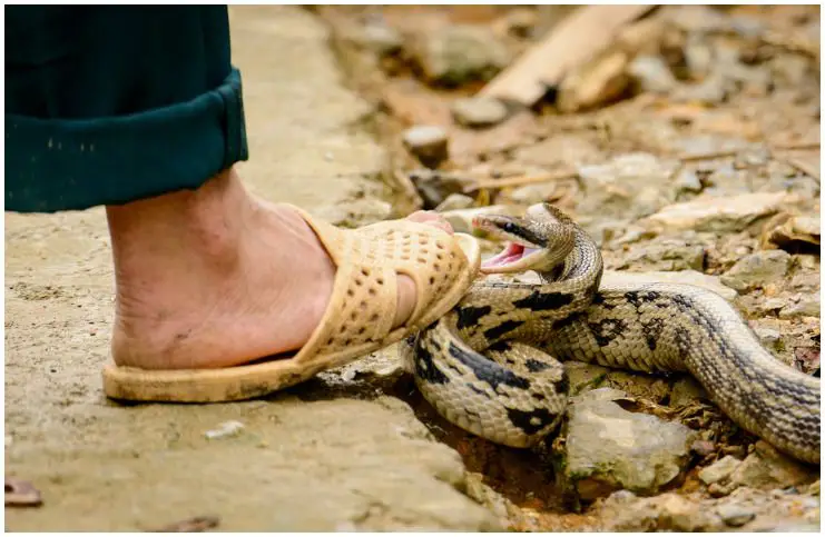 Dreaming About A Snake Attack