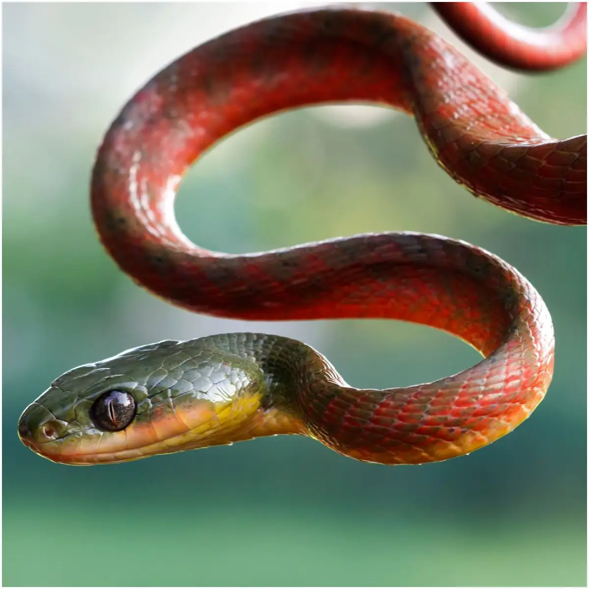 Red Snake