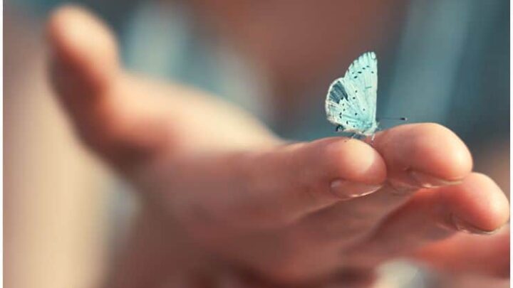 Spiritual Meaning of Butterfly Landing On You + Superstitions & Dream Interpretation