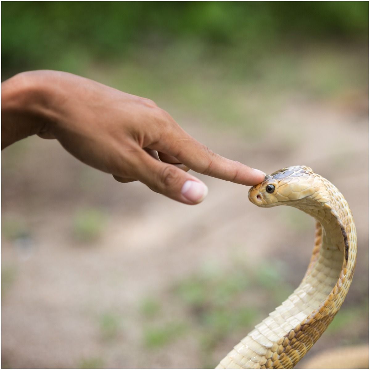 Spiritual Meaning of Snake Bite in a Dream