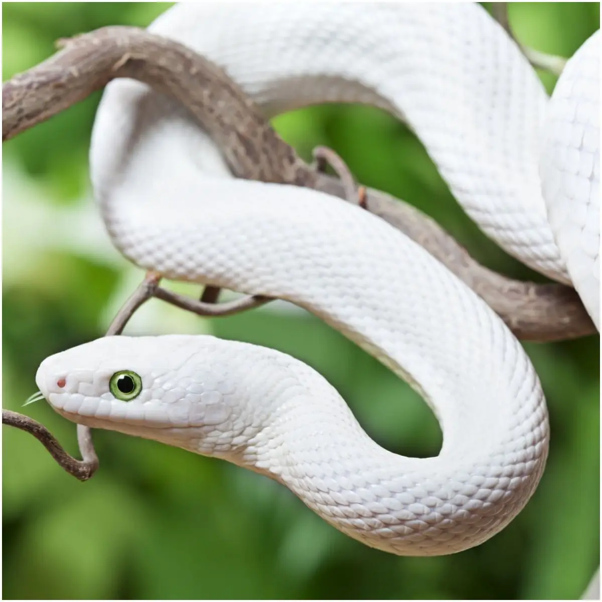 WHITE SNAKE