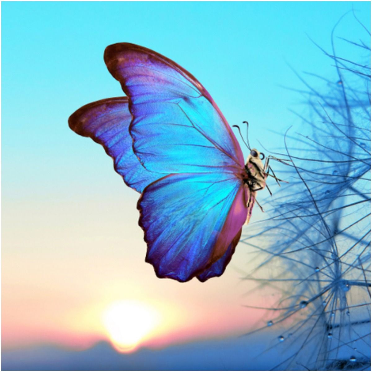 butterfly spiritual meaning