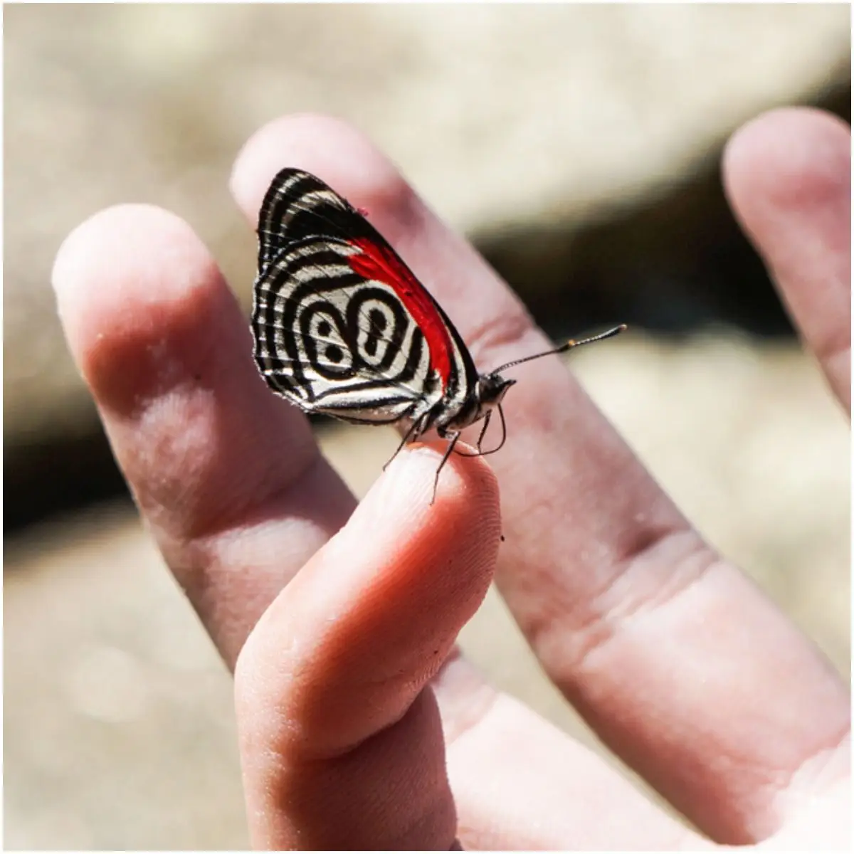 spiritual meaning of butterfly