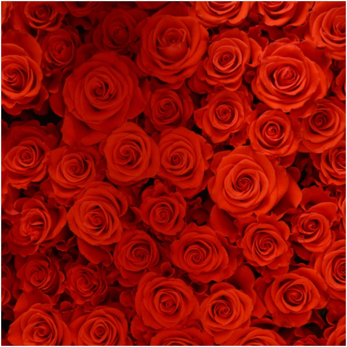 Dreaming of Red Roses