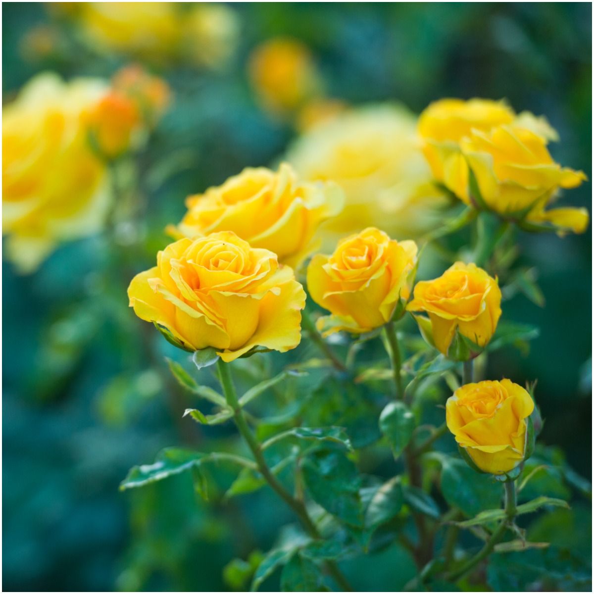 Dreaming of Yellow Roses