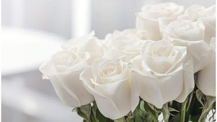 Spiritual Meaning of White Roses + Dream Interpretation