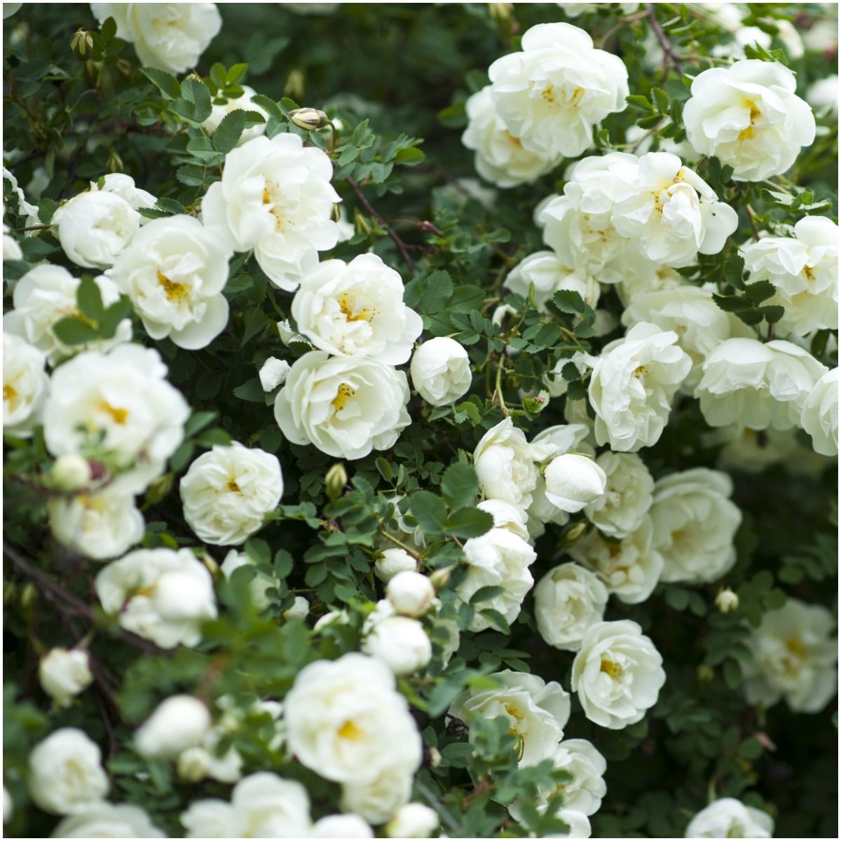 Spiritual Meaning of White Roses