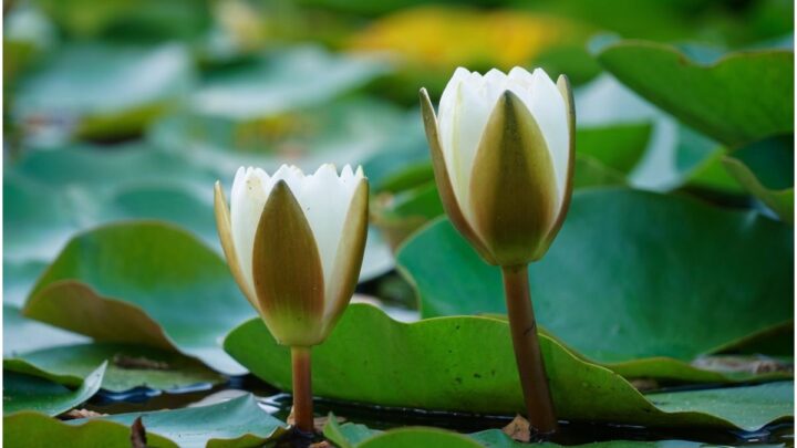 The Ashtamangala - The Eight Auspicious Symbols of Tibetan Buddhism