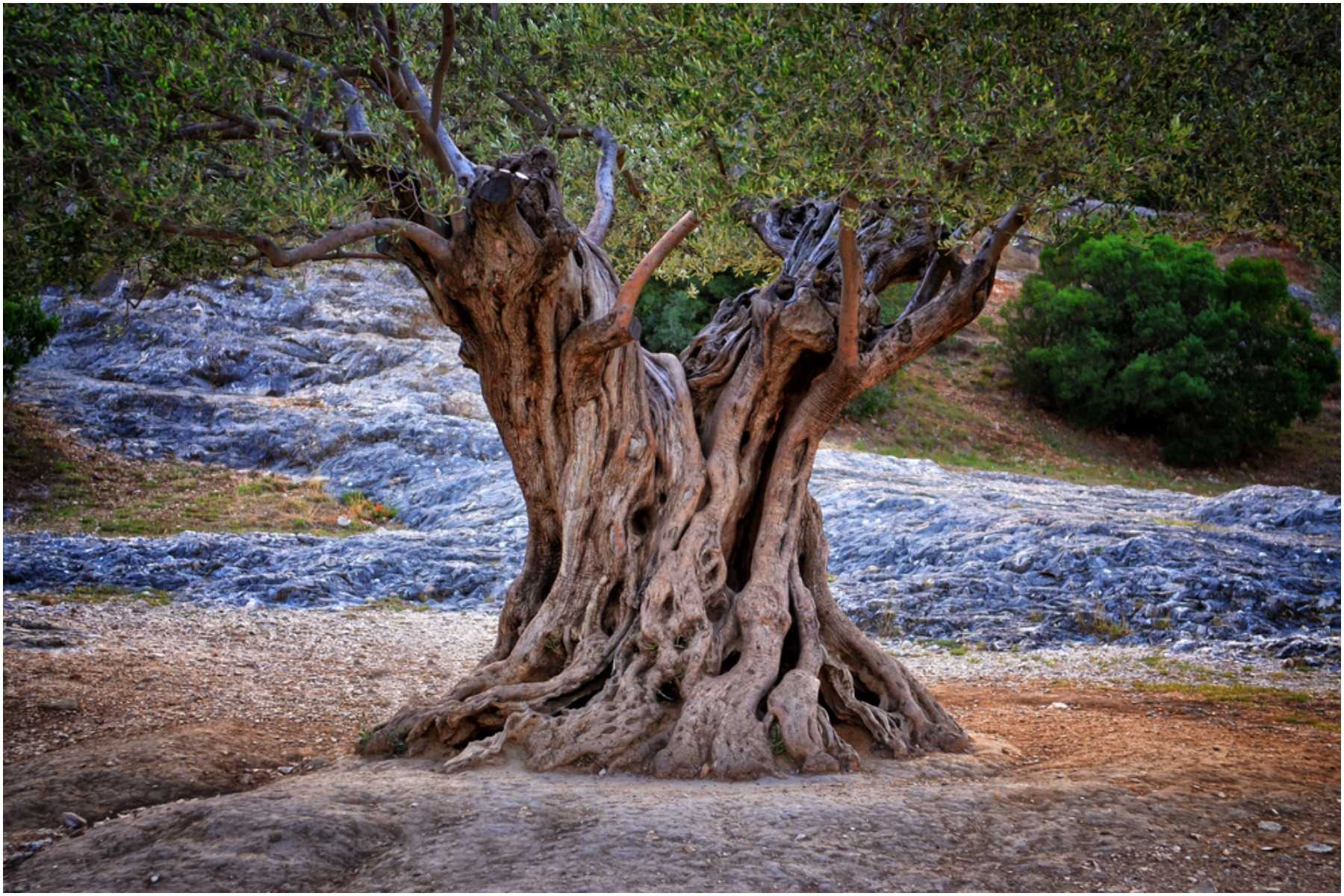 tree of life symbol