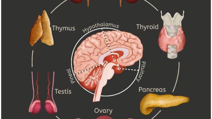 Pineal Gland - Facts, Location, Fluoride, Cyst, Calcification, Function