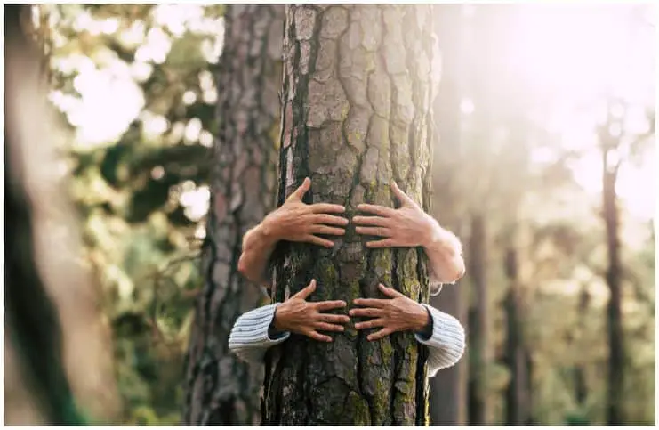 couple hands in nature tree love