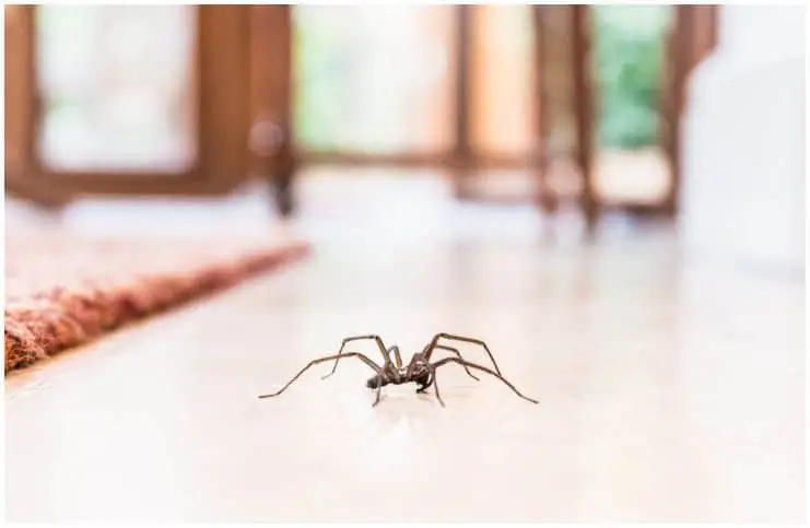 If You See Spiders Often, This May Be Why