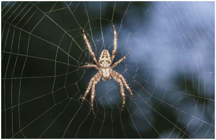 Spider Symbolism