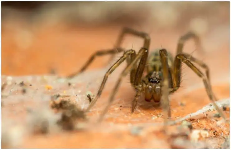 Spiders in the House