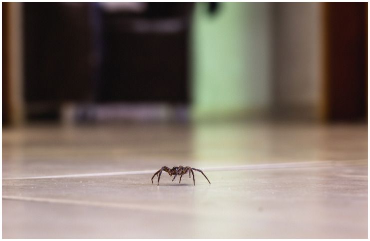 Spiritual Meaning of Spiders in the House + Legends & Dream