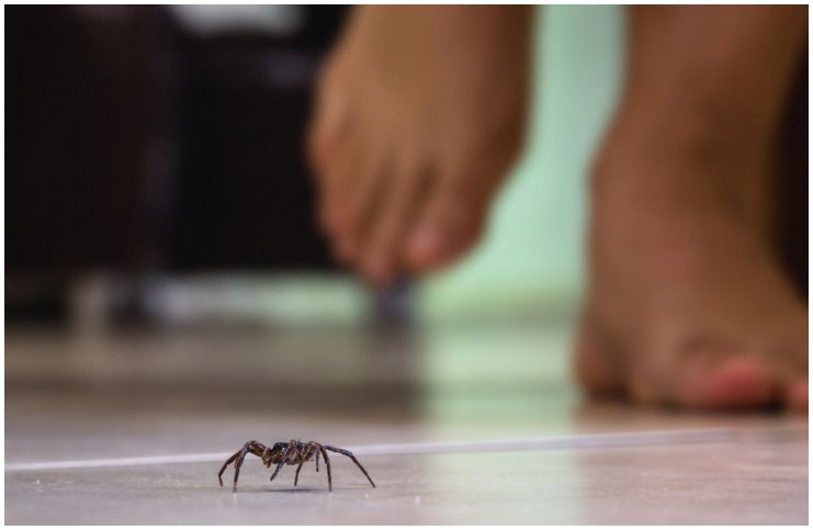 Spiritual Meaning of Spiders in the House