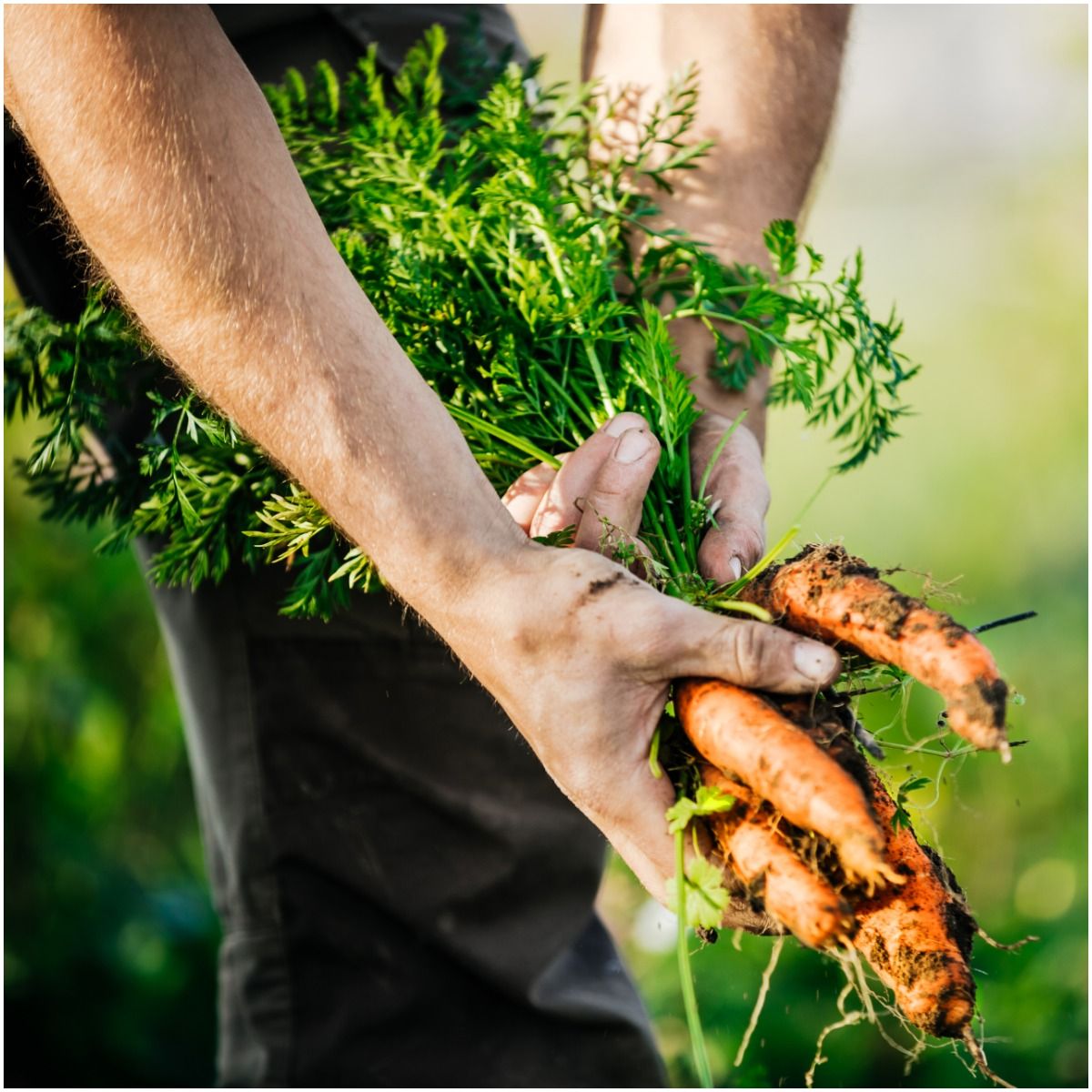 carrots organic