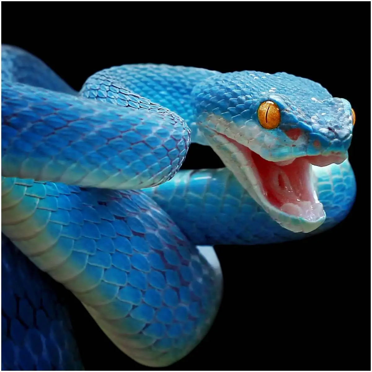 Blue Snake