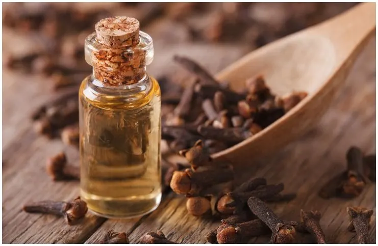 Clove essential oil for protection