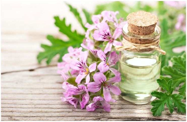 Geranium essential oil for protection