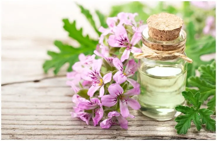 Geranium essential oil for protection