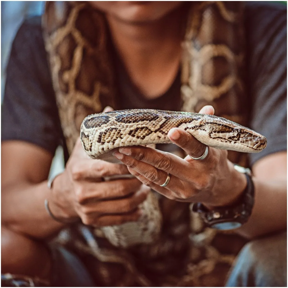 Holding a Snake In Your Dreams