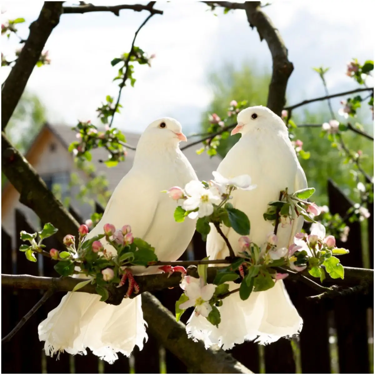 Pair of Doves